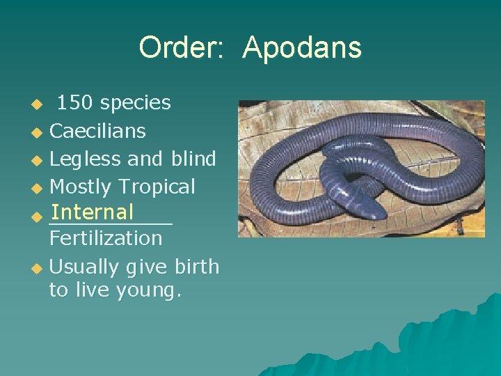 Order: Apodans 150 species u Caecilians u Legless and blind u Mostly Tropical Internal