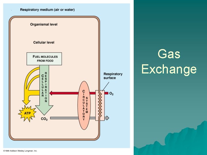 Gas Exchange 