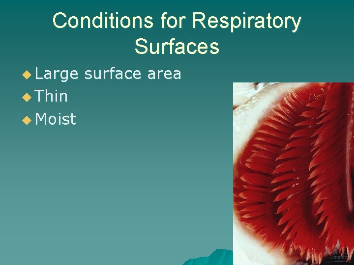 Conditions for Respiratory Surfaces u Large u Thin u Moist surface area 