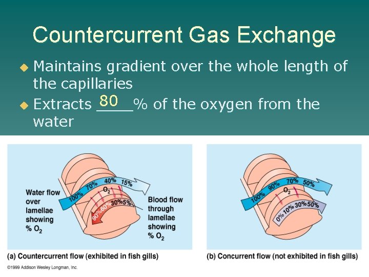 Countercurrent Gas Exchange Maintains gradient over the whole length of the capillaries 80 u