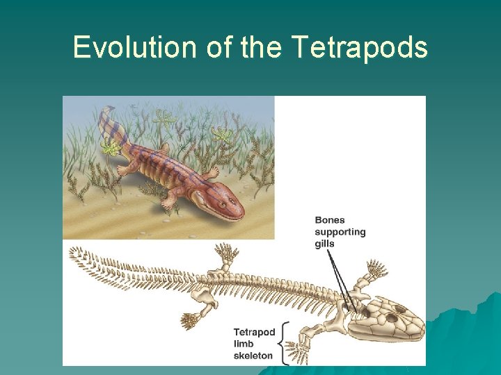 Evolution of the Tetrapods 