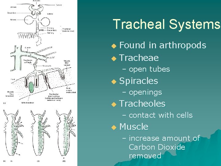 Tracheal Systems Found in arthropods u Tracheae u – open tubes u Spiracles –