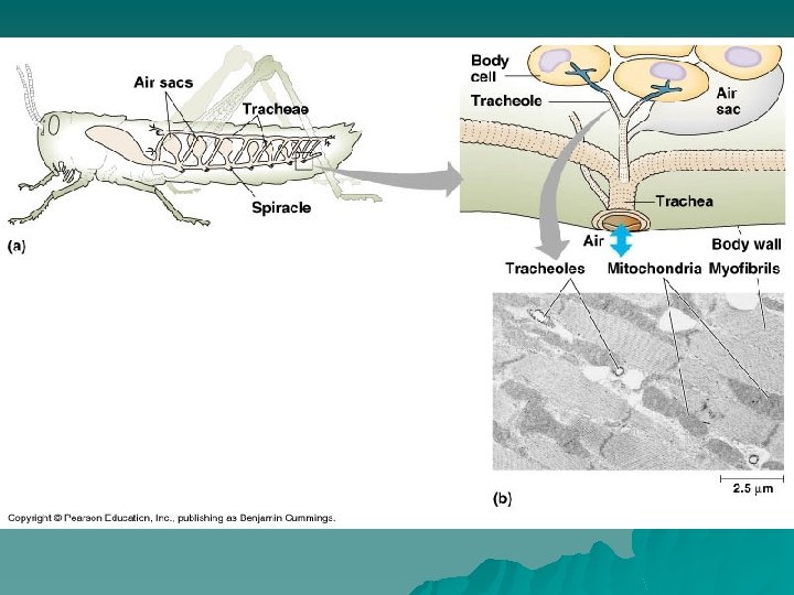Tracheal Systems 