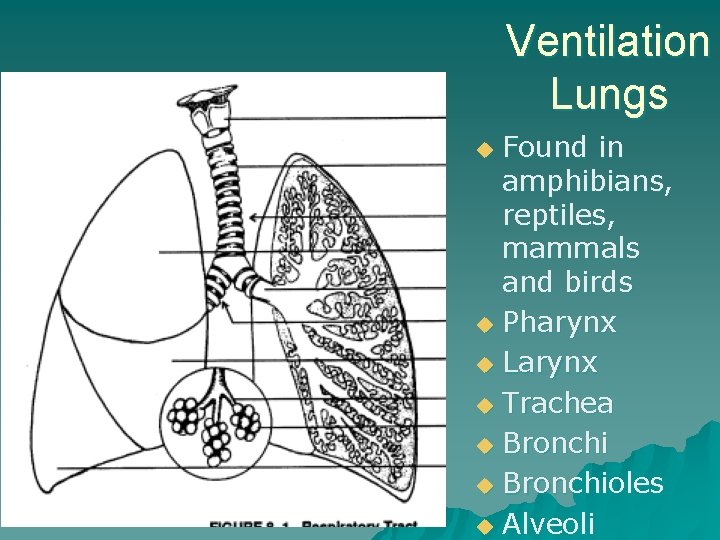 Ventilation Lungs Found in amphibians, reptiles, mammals and birds u Pharynx u Larynx u