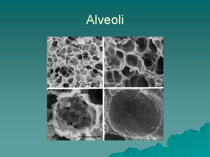 Alveoli 