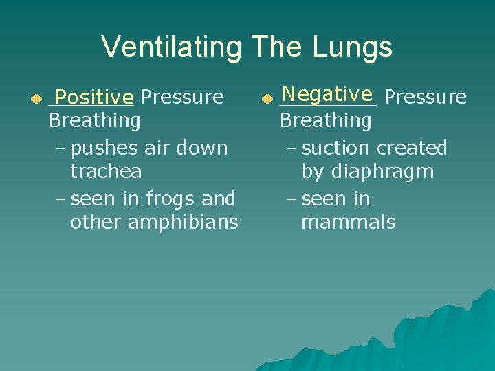 Ventilating The Lungs u _______ Positive Pressure Breathing – pushes air down trachea –
