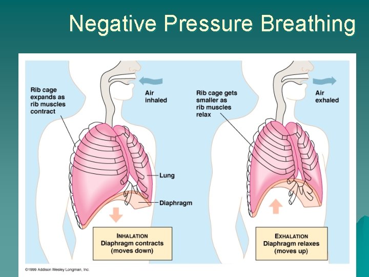 Negative Pressure Breathing 