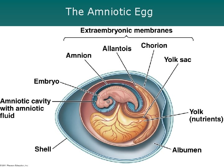 The Amniotic Egg 