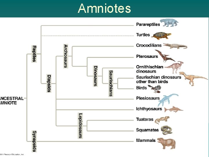Amniotes 