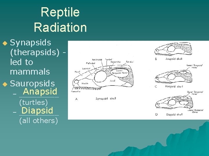 Reptile Radiation Synapsids (therapsids) led to mammals u Sauropsids u Anapsid – _____ (turtles)
