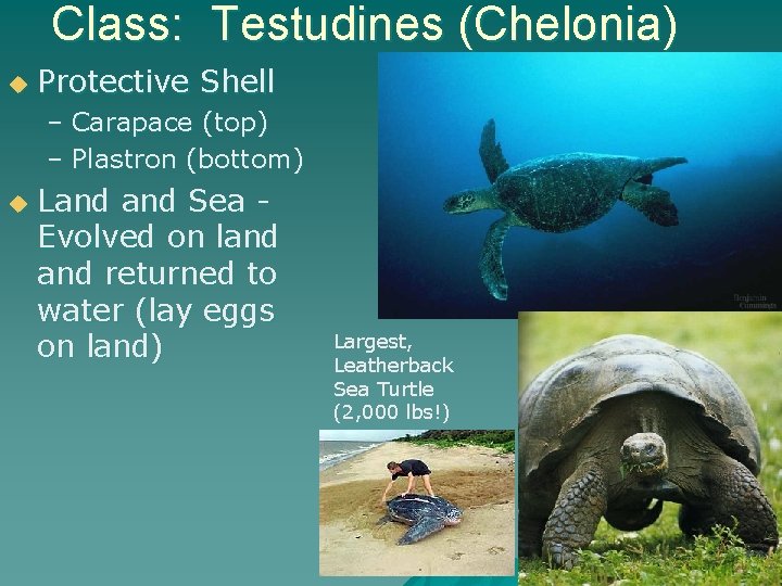 Class: Testudines (Chelonia) u Protective Shell – Carapace (top) – Plastron (bottom) u Land
