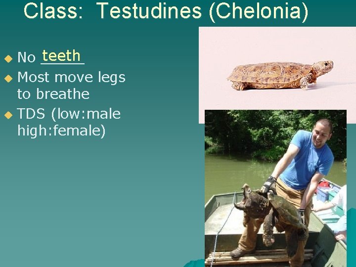 Class: Testudines (Chelonia) teeth No _____ u Most move legs to breathe u TDS
