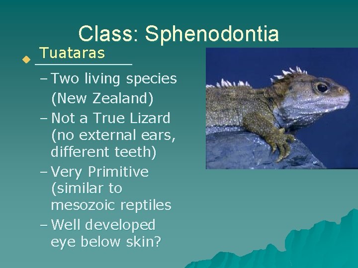Class: Sphenodontia u Tuataras ______ – Two living species (New Zealand) – Not a