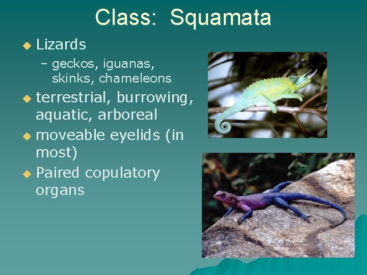 Class: Squamata u Lizards – geckos, iguanas, skinks, chameleons terrestrial, burrowing, aquatic, arboreal u