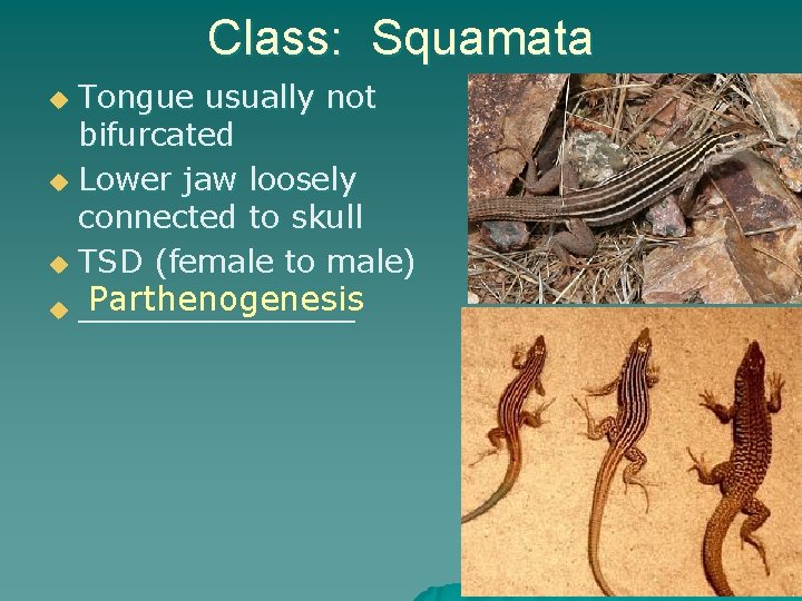 Class: Squamata Tongue usually not bifurcated u Lower jaw loosely connected to skull u