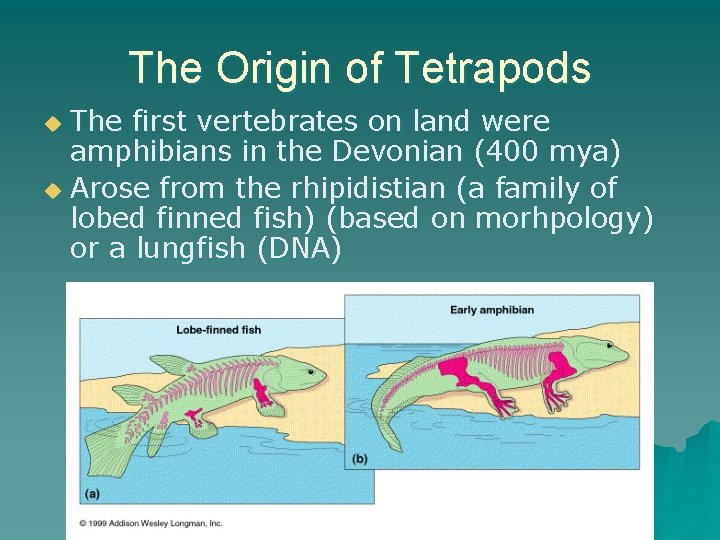 The Origin of Tetrapods The first vertebrates on land were amphibians in the Devonian