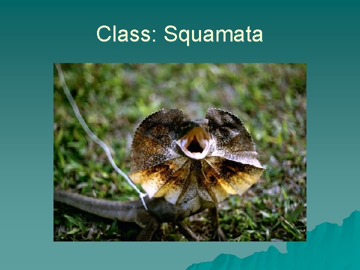 Class: Squamata 