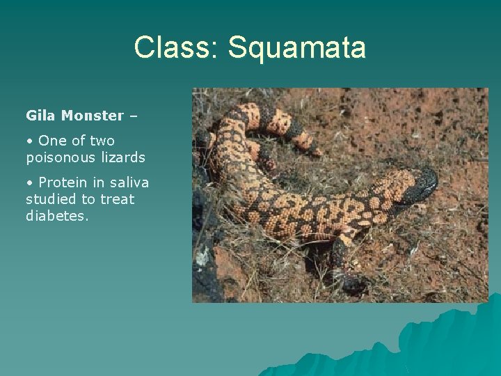 Class: Squamata Gila Monster – • One of two poisonous lizards • Protein in