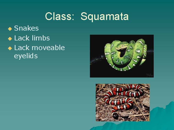 Class: Squamata Snakes u Lack limbs u Lack moveable eyelids u 