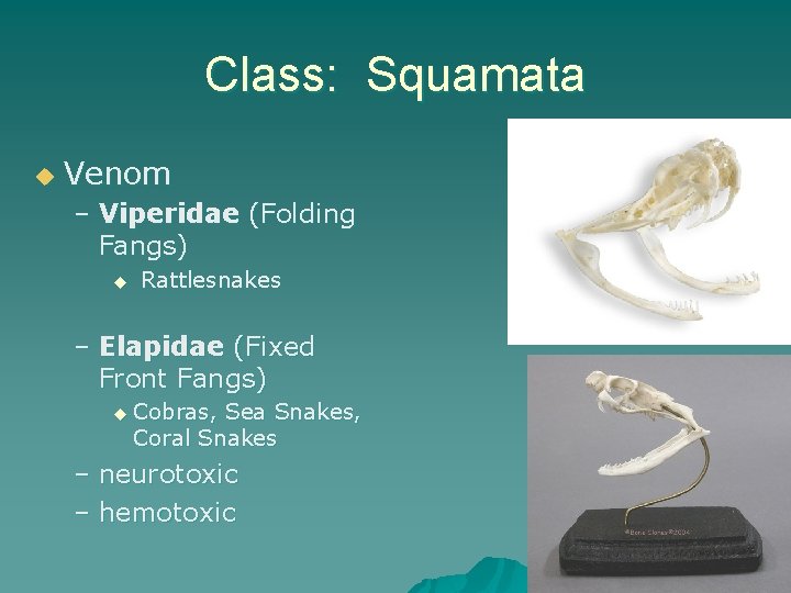 Class: Squamata u Venom – Viperidae (Folding Fangs) u Rattlesnakes – Elapidae (Fixed Front