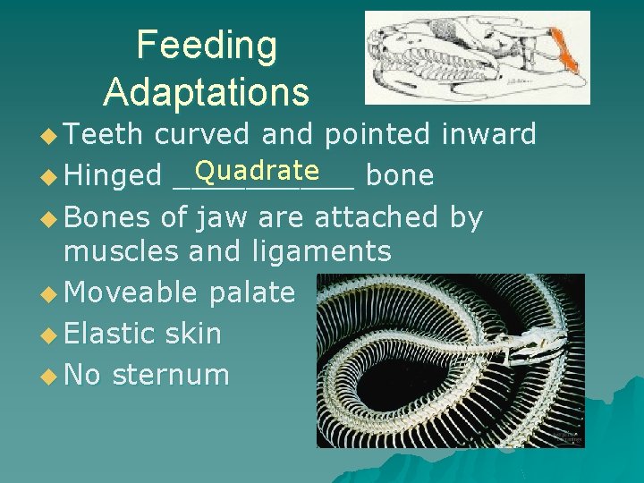 Feeding Adaptations u Teeth curved and pointed inward Quadrate u Hinged _____ bone u