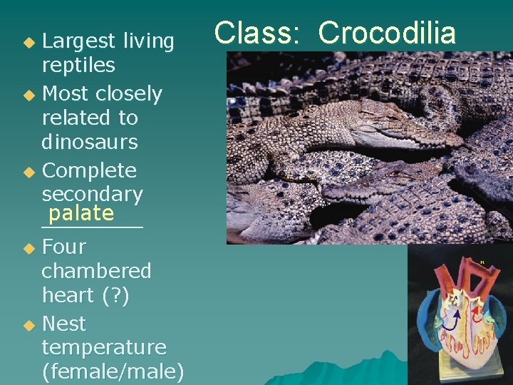 Largest living reptiles u Most closely related to dinosaurs u Complete secondary palate ____