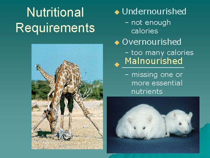 Nutritional Requirements u Undernourished – not enough calories u Overnourished – too many calories