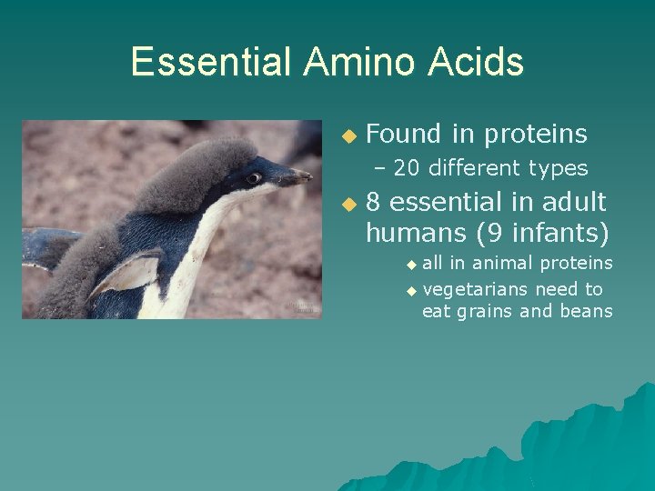 Essential Amino Acids u Found in proteins – 20 different types u 8 essential