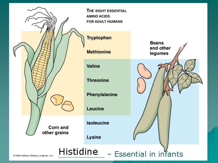 Histidine _____ – Essential in infants 