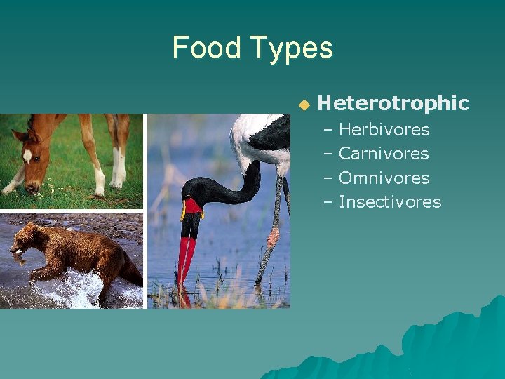 Food Types u Heterotrophic – Herbivores – Carnivores – Omnivores – Insectivores 