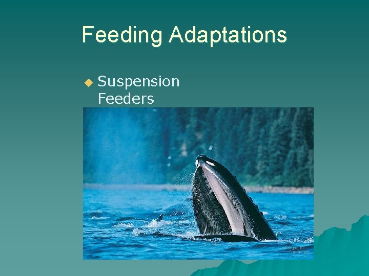 Feeding Adaptations u Suspension Feeders 