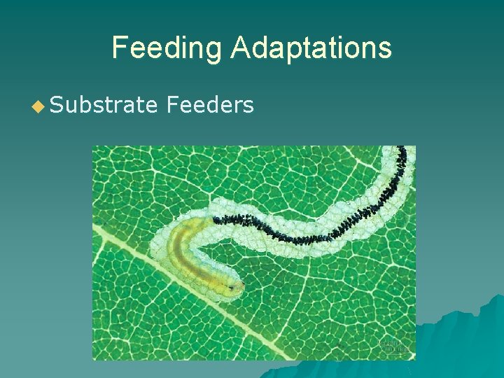 Feeding Adaptations u Substrate Feeders 