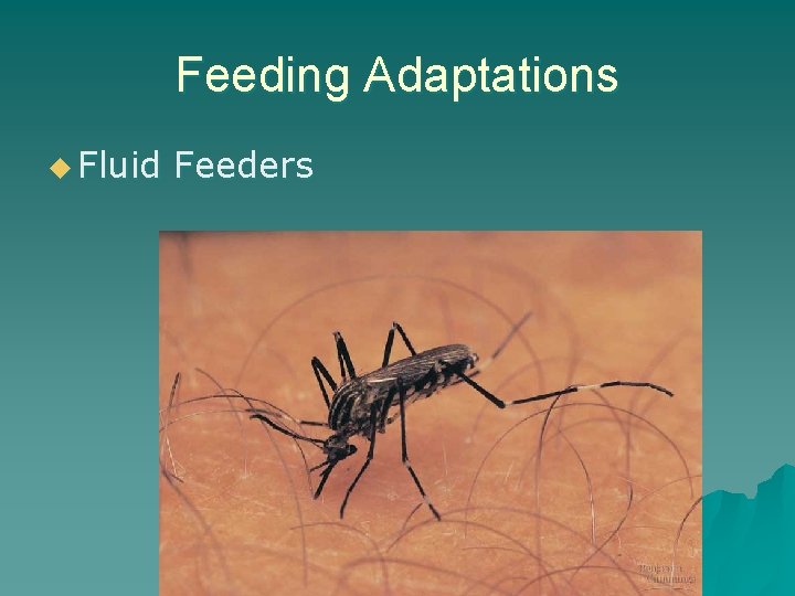 Feeding Adaptations u Fluid Feeders 