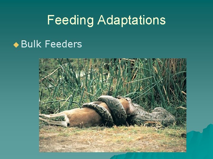 Feeding Adaptations u Bulk Feeders 