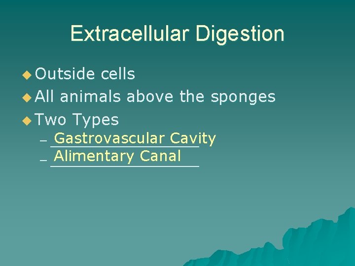 Extracellular Digestion u Outside cells u All animals above the sponges u Two Types