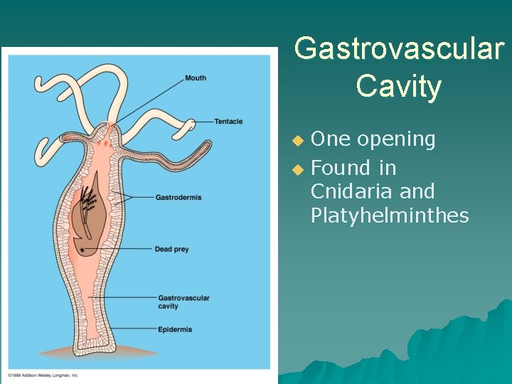 Gastrovascular Cavity One opening u Found in Cnidaria and Platyhelminthes u 
