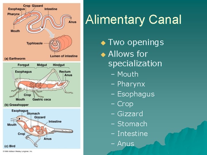 Alimentary Canal Two openings u Allows for specialization u – Mouth – Pharynx –
