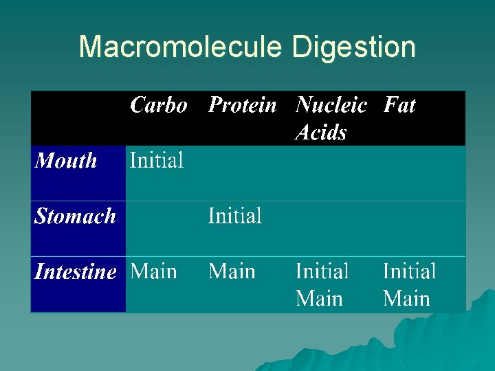 Macromolecule Digestion 