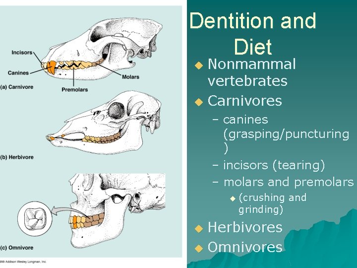 Dentition and Diet Nonmammal vertebrates u Carnivores u – canines (grasping/puncturing ) – incisors