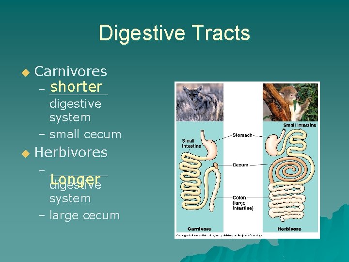 Digestive Tracts u Carnivores u Herbivores shorter – ____ digestive system – small cecum