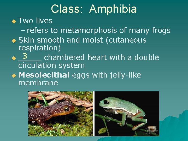 Class: Amphibia Two lives – refers to metamorphosis of many frogs u Skin smooth