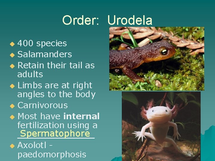 Order: Urodela 400 species u Salamanders u Retain their tail as adults u Limbs