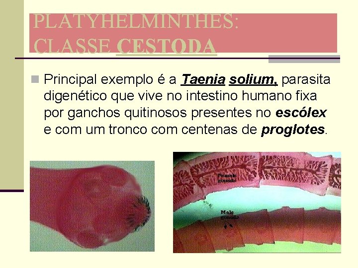 PLATYHELMINTHES: CLASSE CESTODA n Principal exemplo é a Taenia solium, parasita digenético que vive