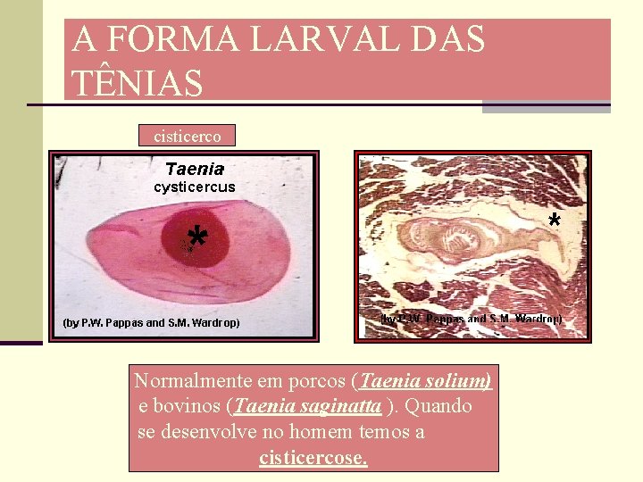 A FORMA LARVAL DAS TÊNIAS cisticerco Normalmente em porcos (Taenia solium) e bovinos (Taenia