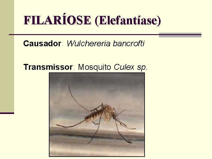 FILARÍOSE (Elefantíase) Causador: Wulchereria bancrofti Transmissor: Mosquito Culex sp. 