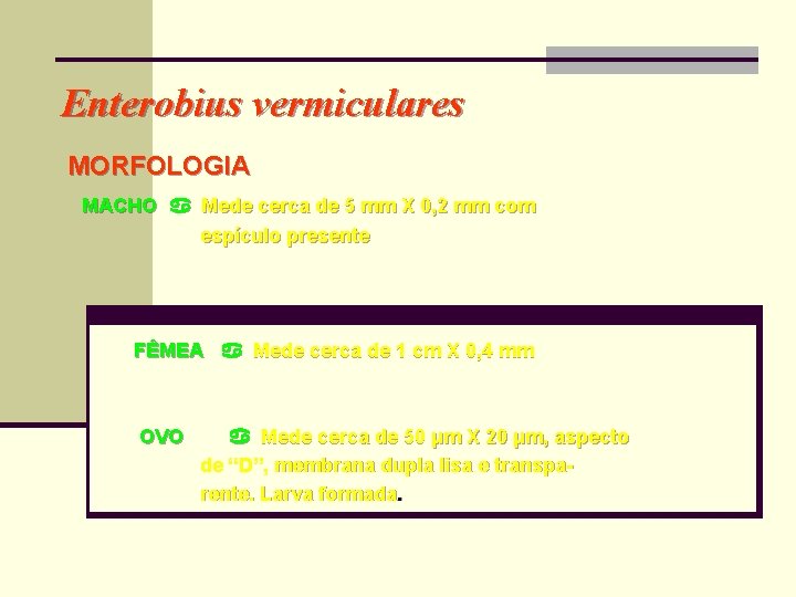 Enterobius vermiculares MORFOLOGIA MACHO Mede cerca de 5 mm X 0, 2 mm com