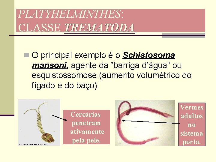 PLATYHELMINTHES: CLASSE TREMATODA n O principal exemplo é o Schistosoma mansoni, agente da “barriga