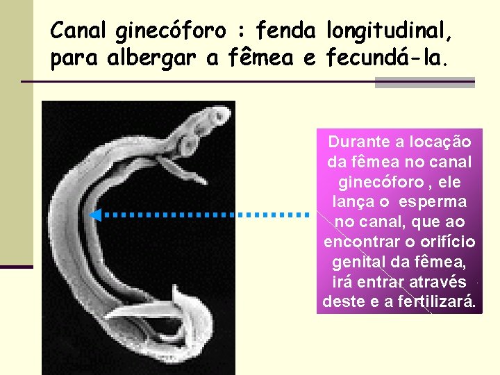 Canal ginecóforo : fenda longitudinal, para albergar a fêmea e fecundá-la. Durante a locação