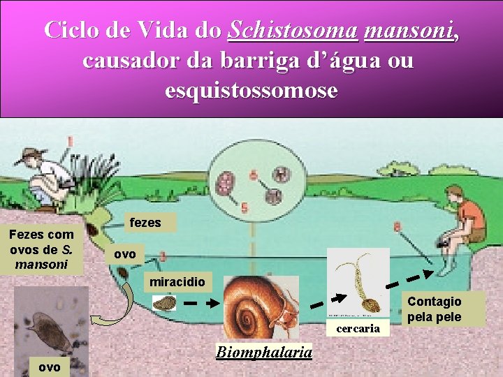 Ciclo de Vida do Schistosoma mansoni, causador da barriga d’água ou esquistossomose Fezes com