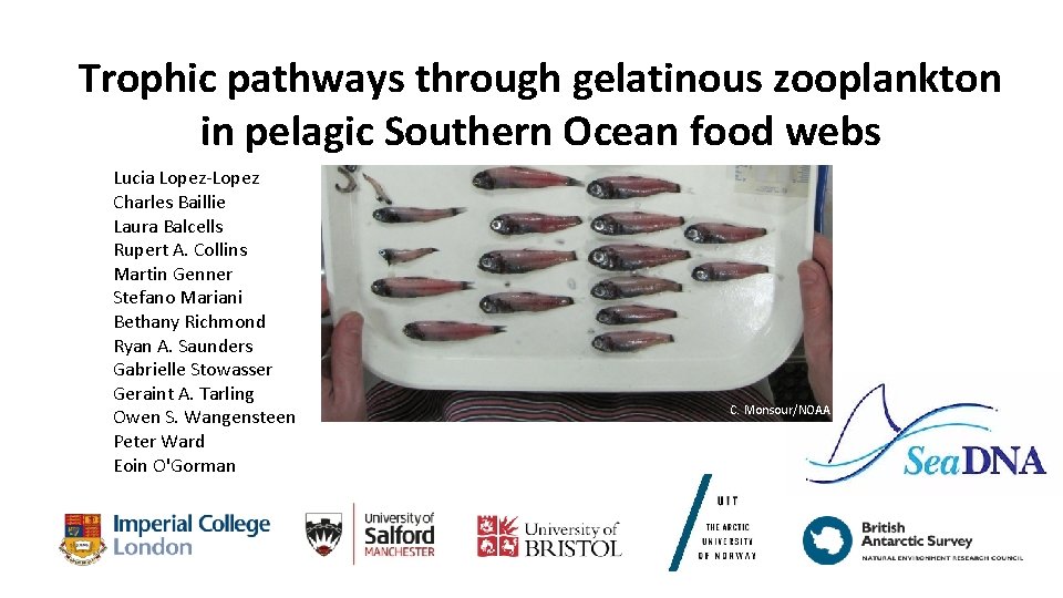 Trophic pathways through gelatinous zooplankton in pelagic Southern